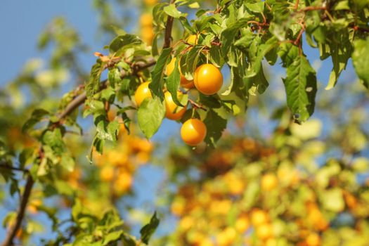 Mirabelle plums on a tree branch, lit by afternoon sun.