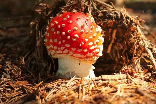 Small red fly agaric mushroom Amanita muscaria growing in forest on dry fir lit by sun.