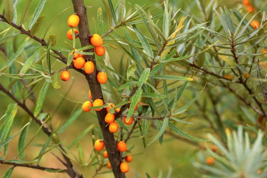 Orange seaberry (Hippophae sandthorn / sallowthorn ) berries on bush