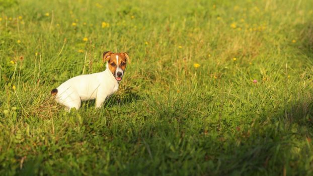 Jack Russell terrier puppy on a green grass meadow, lit by afternoon sun.