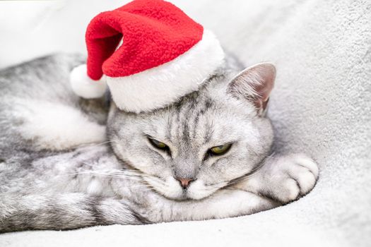 Scottish straight Christmas cat in a red santa hat sleeps on a white blanket. Pets, Christmas stories with pets