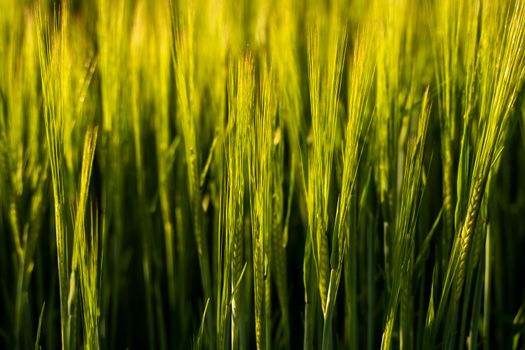 Green barley ear growing in agricultural field, rural landscape. Green unripe cereals. The concept of agriculture, healthy eating, organic food