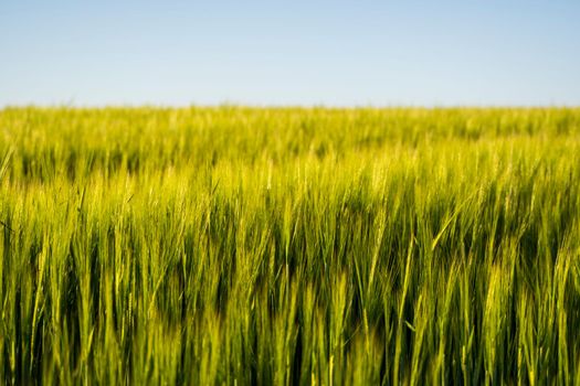 Green barley, wheat ear growing in agricultural field. Green unripe cereals. The concept of agriculture, healthy eating, organic food