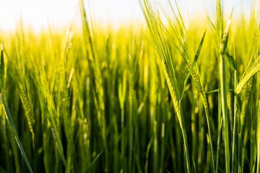 Barley field. View on fresh ears of young green barley in spring summer field close-up