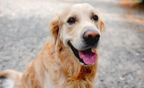 Golden retriever dog sitting at street and looking back. Purebred pet doggy labrador outdoors at city with green grass