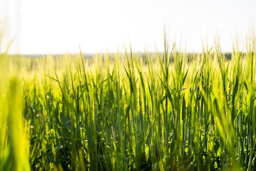 Barley field. Agriculrute. The concept of agriculture, healthy eating, organic food