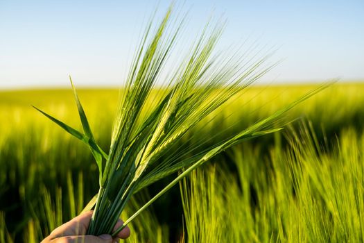 Spikes of green barley. Green summer barley field. Agriculture. The concept of agriculture, healthy eating, organic food