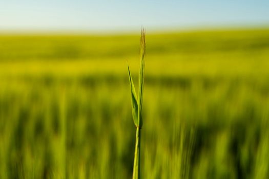 Green barley ear with a agricultural field on background, rural landscape. Green unripe cereals. The concept of agriculture, healthy eating, organic food