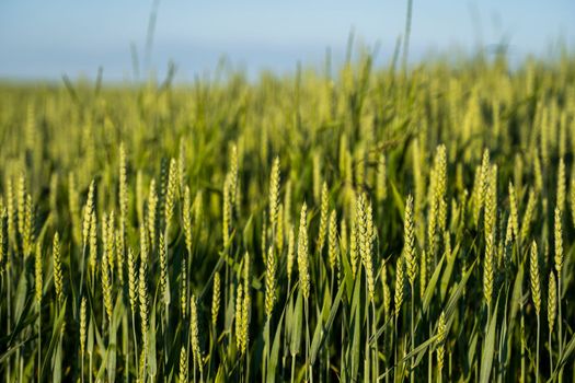 Green wheat agricultural field. Green unripe cereals. The concept of agriculture, healthy eating, organic food