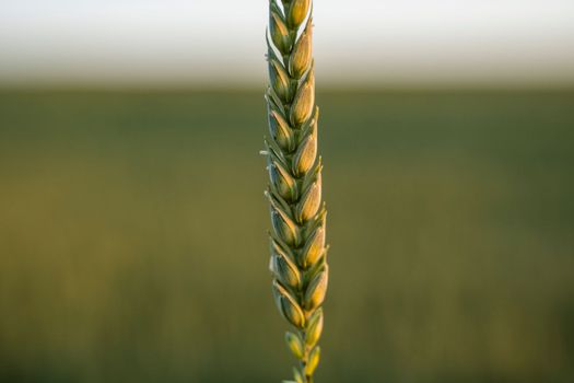 Green wheat spike from agricultural field. Green unripe cereals. The concept of agriculture, healthy eating, organic food. Agriculture