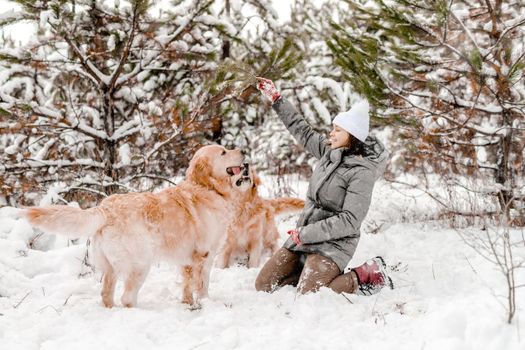 Girl playing with two golden retriever dogs in snow in winter time. Young woman with doggy pet labradors outdoors in cold weather with snowflakes