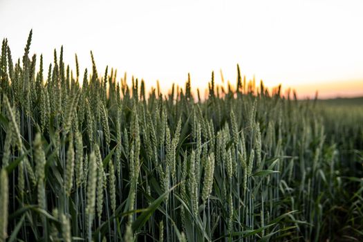 Green wheat agricultural field, rural landscape. Green unripe cereals. The concept of agriculture, healthy eating, organic food