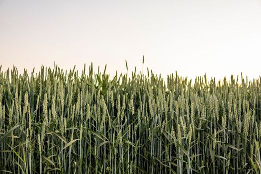 Wheat field. Agriculrute. The concept of agriculture, healthy eating, organic food