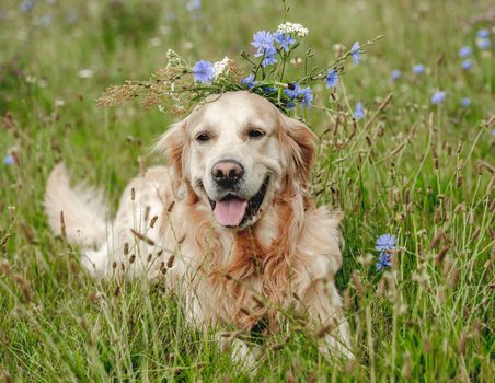 Golden retriever dog lying in field on grass with tonque out. Purebred pet doggy labrador outdoors at nature
