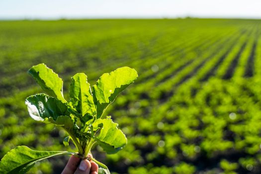 Farmer holding a leaves of sugar beet with a beetroot field on the background. Growing beet seedlings. Young, sprouted beet growing in agricultural field. Growing vegetables