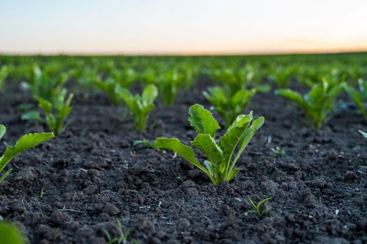 Rows of sugar beet sprouts in an agricultural field. Sugar production