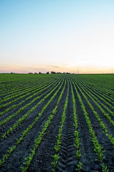 Growing beet seedlings. Young, sprouted beet growing in agricultural field. Growing vegetables