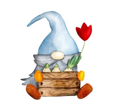 Watercolor hand drawn gnome dwarf with tulip on white background for postcards. Cute garden troll elf with flowers aquarelle painting