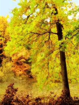 The beauty of autumn. Forest and landscape in the colors of autumn