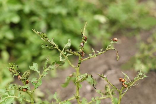 Colorado potato beetles eat potato leaves