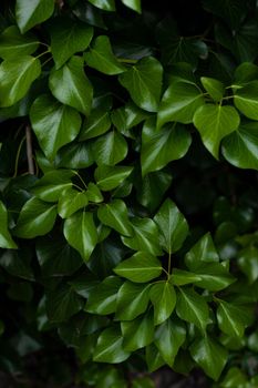 hedera colchica plant green leaves closeup in spring, natural background