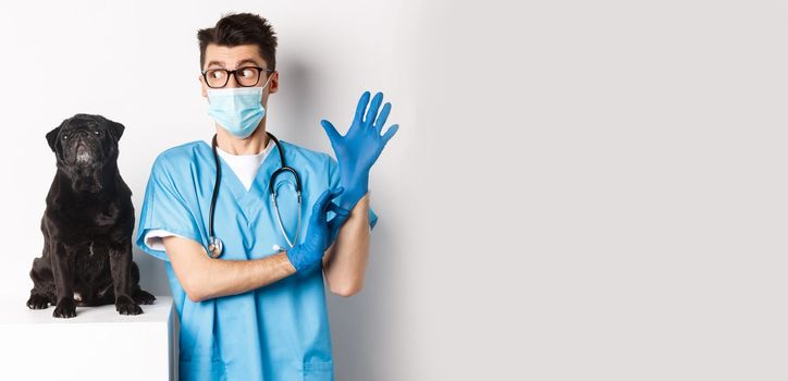 Cheerful doctor veterinarian wearing rubber gloves and medical mask, examining cute black pug dog, standing over white background.