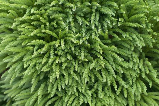 Japanese cedar Branches of cryptomeria japonica