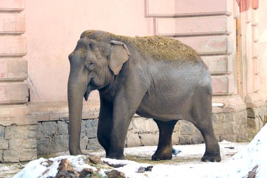 A view of a funny elephant in winter in an animal park