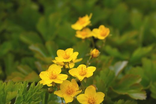 Perennial flowering yellow flowers in the meadow in summer