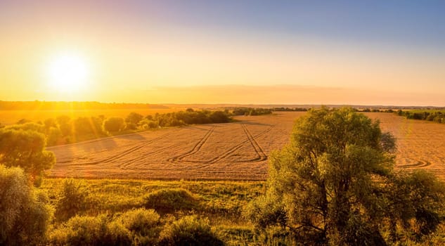 Top view of a sunset or sunrise in an agricultural field with ears of young golden rye on a sunny day. Rural landscape.