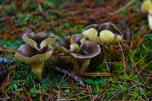 Mushrooms grow in the meadow in the autumn in the forest
