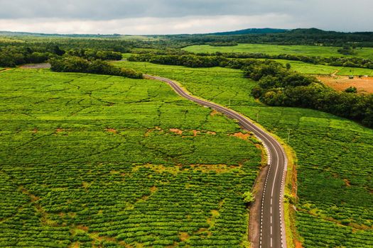 Aerial view from above of a road passing through tea plantations on the island of Mauritius, Mauritius.