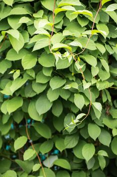 Beautiful background of green, rounded leaves. Abstraction from greening plants. Backdrop, substrate, texture for postcards, presentations, screensavers, captions, inscriptions or desktop wallpaper.