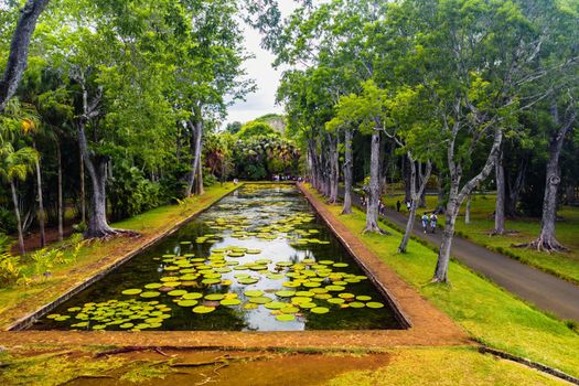 Botanical garden on the Paradise island of Mauritius. Beautiful pond with lilies. An island in the Indian ocean.