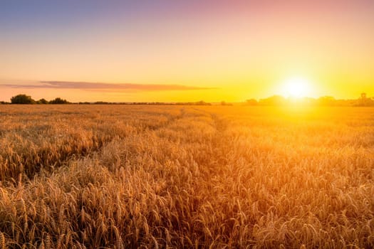 Sunset or sunrise in an agricultural field with ears of young golden rye on a sunny day. Rural landscape.