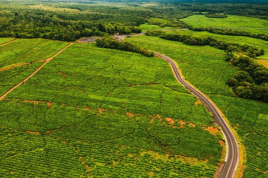 Aerial view from above of a road passing through tea plantations on the island of Mauritius, Mauritius.