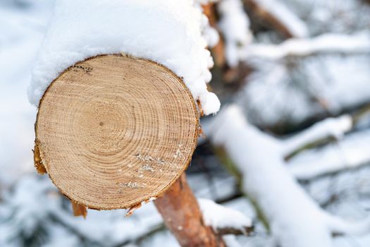 Smooth cut on a tree in a winter forest.