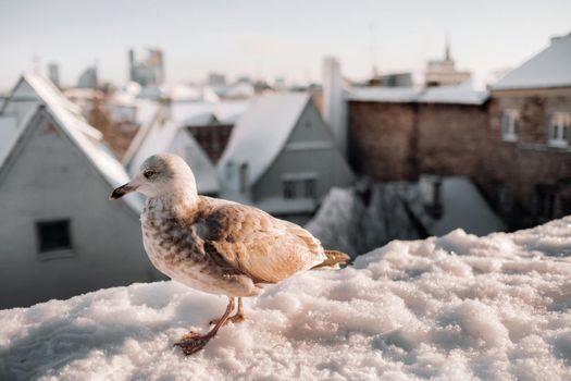 Seagull with winter Tallinn at the background, Estonia