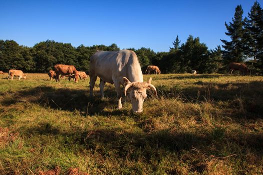 The cows grazing in the spanish countryside