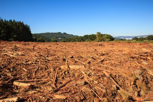 View of the deforestation in the spanish forest