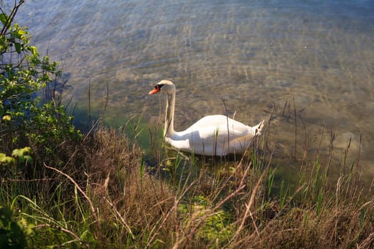 Swan in the nature reserve of the Isonzo river mouth on April 25, 2016