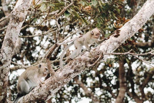 A wild live monkey sits on a tree on the island of Mauritius.Monkeys in the jungle of the island of Mauritius.