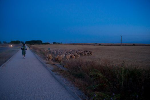 Pilgrimn walking next to a flock of sheep along the way of St. James, Spain