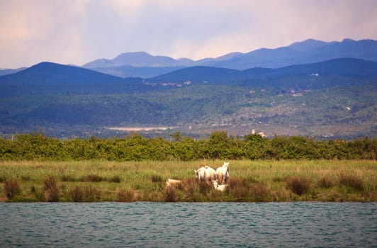 Camargues horses in the nature reserve of the Isonzo river mouth
