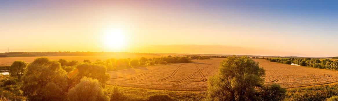Top view of a sunset or sunrise in an agricultural field with ears of young golden rye on a sunny day. Rural panorama.
