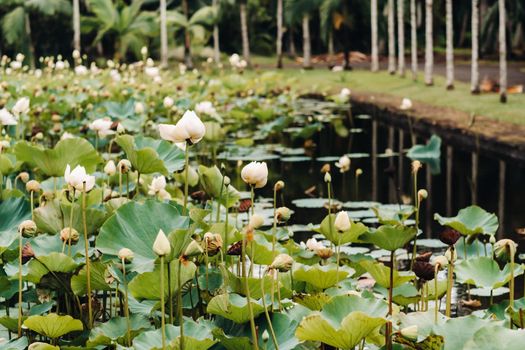 Botanical garden in Pamplemousses, Mauritius.Pond in the Botanical garden of Mauritius.