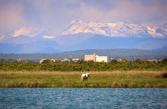 Camargues horses in the nature reserve of the Isonzo river mouth
