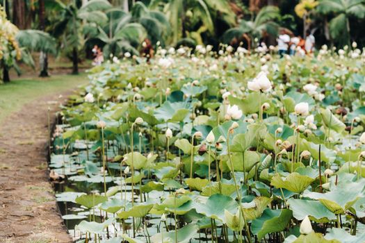 Botanical garden in Pamplemousses, Mauritius.Pond in the Botanical garden of Mauritius.