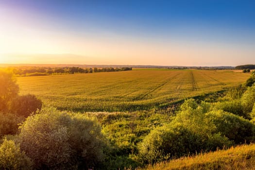 Top view of the corn field at sunset or sunrise with willow trees on a foreground. Rural landscape.