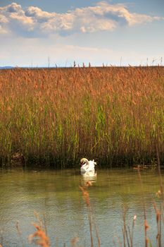 Swan floating in the nature reserve of the Isonzo river mouth on April 25, 2016